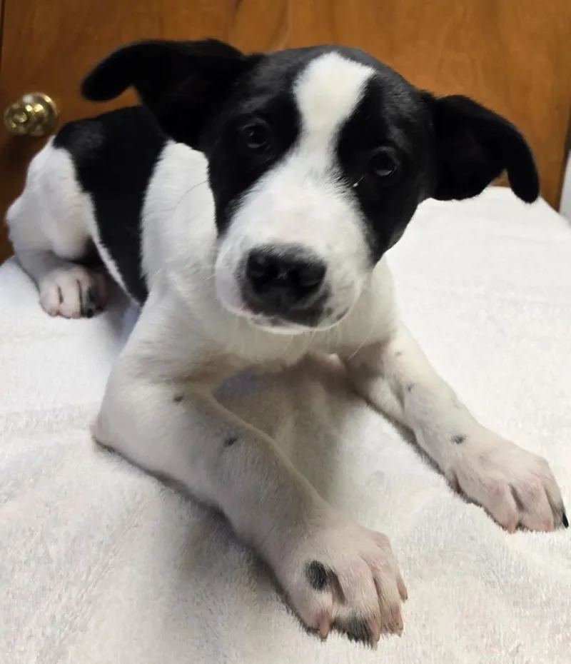 A baby small-sized female Hound dog named Molly for adoption in Sandusky, OH
