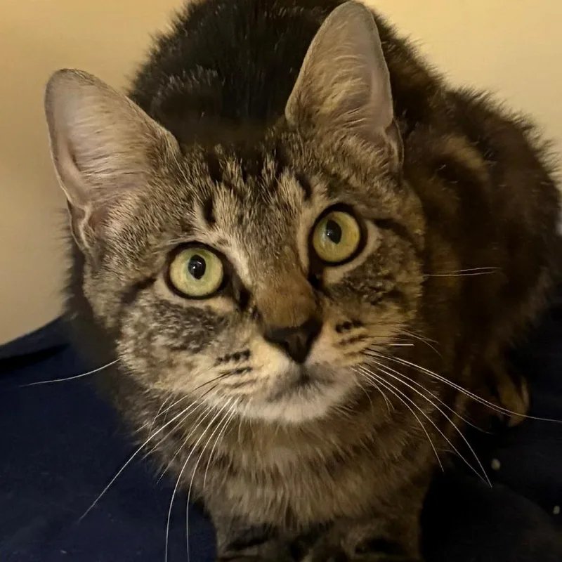 A young medium-sized female Domestic Short Hair cat named Polly for adoption in East Hanover, NJ