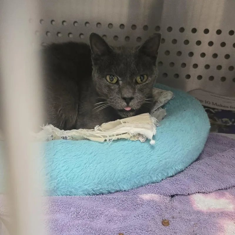 A senior medium-sized male Domestic Short Hair cat named Wiley for adoption in Orange, VA