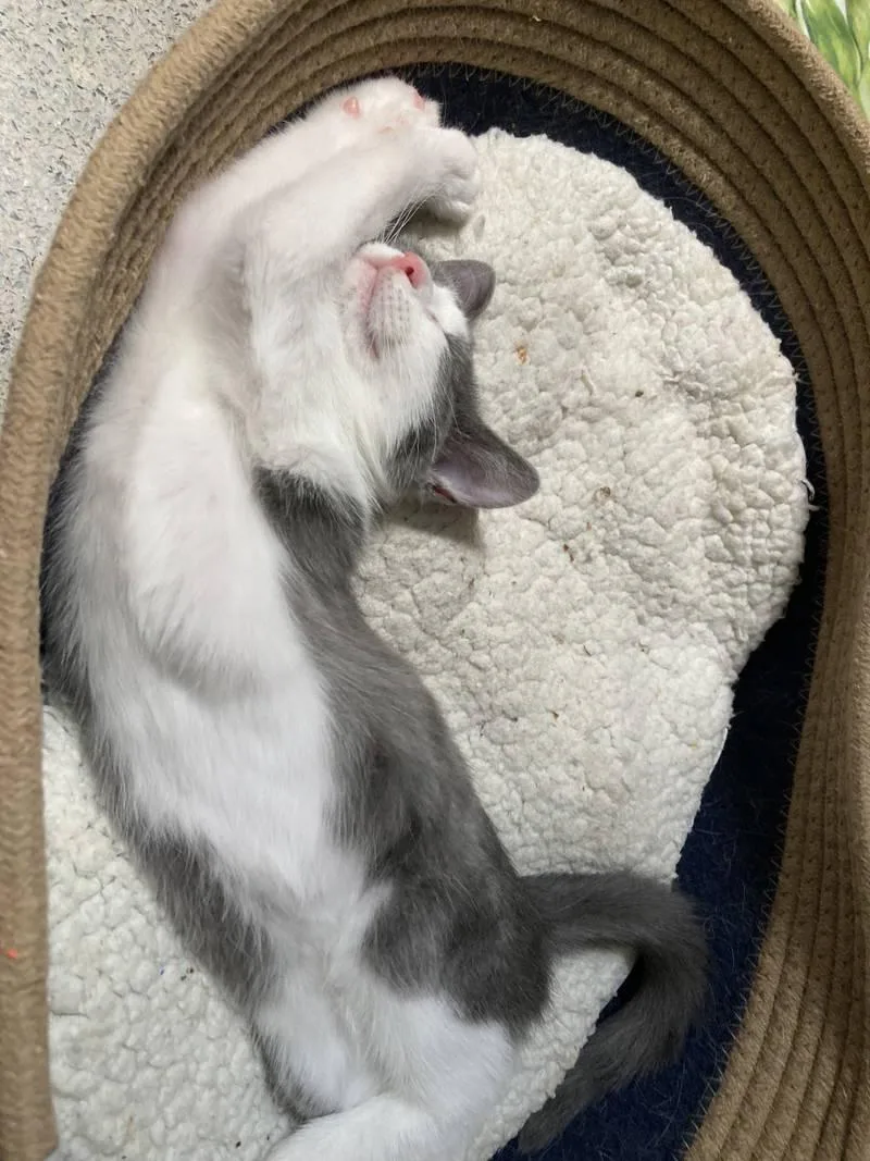 A young medium-sized female Gray & White Domestic Short Hair cat named Willow for adoption in Philadelphia, PA