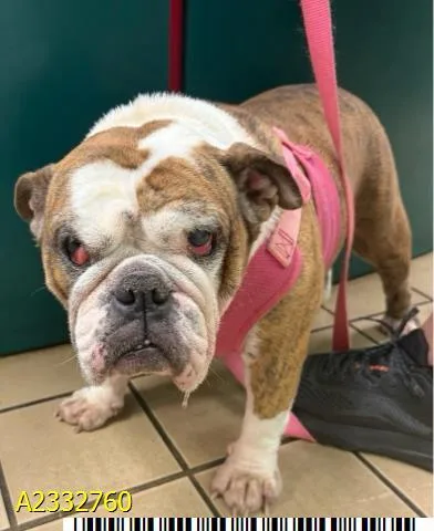 An adult medium-sized female Mixed Breed dog named Fiona for adoption in West Palm Beach, FL