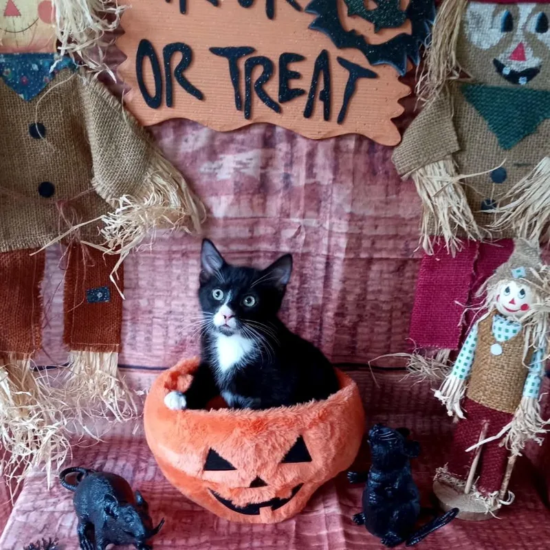 A baby small-sized male Black Domestic Short Hair cat named Jettson for adoption in Kittanning, PA