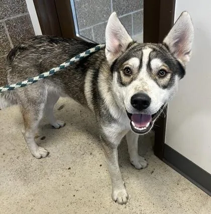 An adult large-sized male Husky dog named Bolin for adoption in Eugene, OR