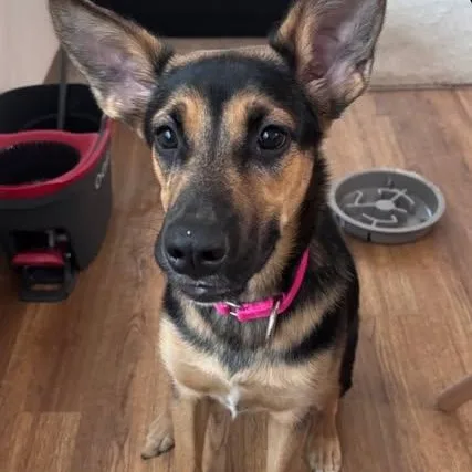 A young medium-sized female German Shepherd Dog dog named Mocha for adoption in Chugiak, AK