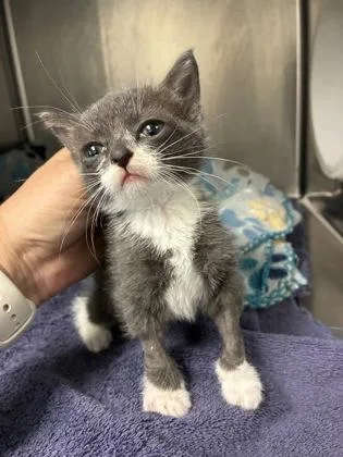 A baby small-sized female Domestic Short Hair cat named Grace Ann for adoption in Gainesville, FL