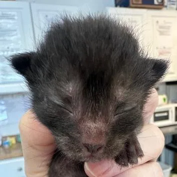 A baby small-sized female Black Domestic Short Hair cat named Lemongrass for adoption in Austin, TX