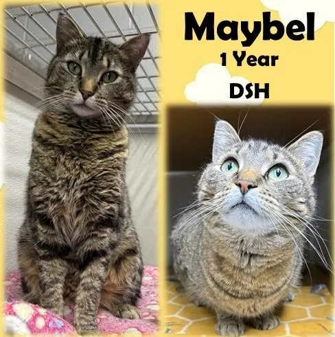 An adult medium-sized female Tabby (Brown / Chocolate) Domestic Short Hair cat named Maybel for adoption in Franklin, IN
