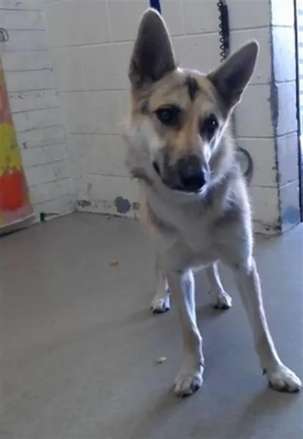 A young medium-sized female German Shepherd Dog dog named Eliana for adoption in San Bernardino, CA