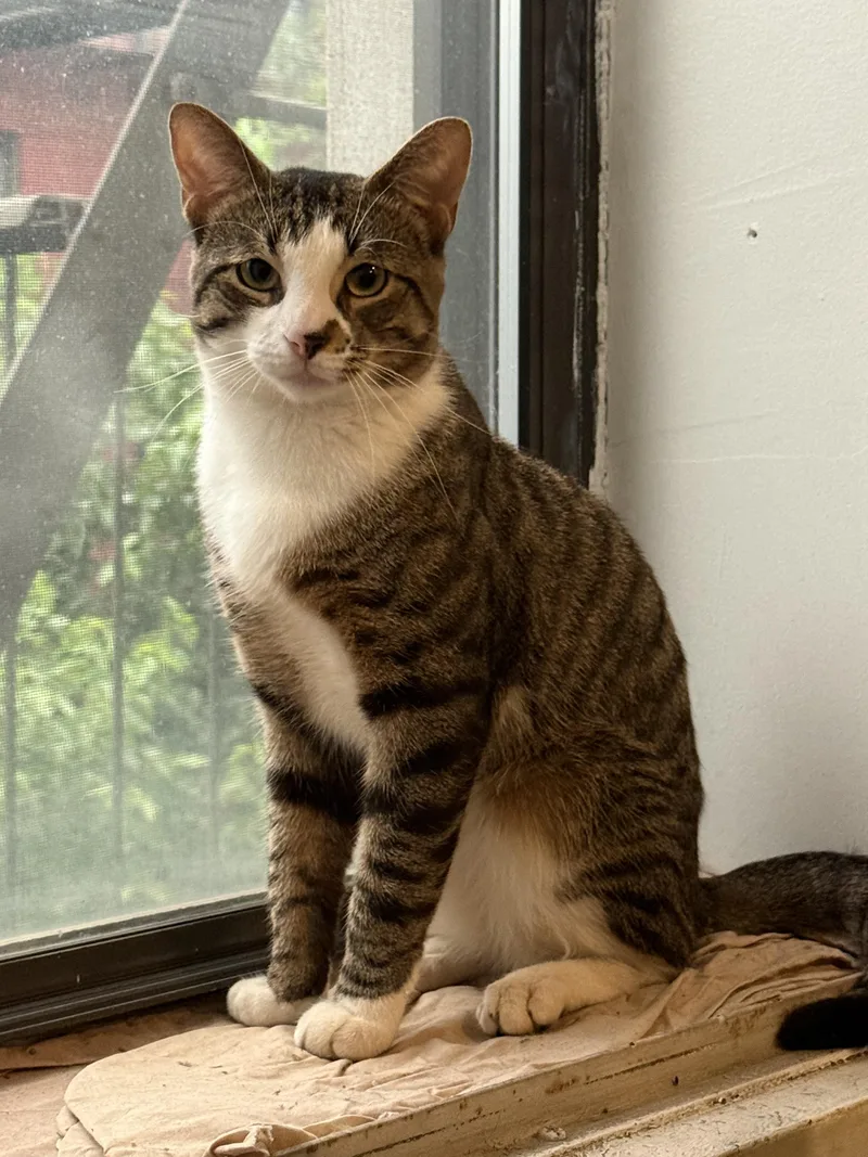 A young medium-sized male Domestic Short Hair cat named Buddy for adoption in Brooklyn, NY