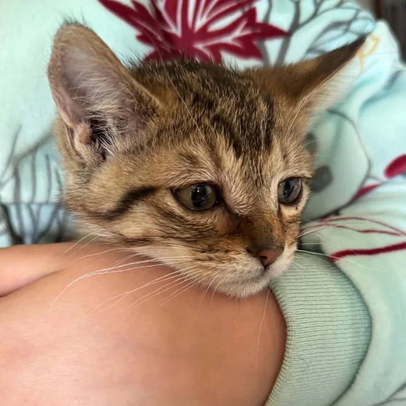 A baby small-sized female Brown / Chocolate Domestic Short Hair cat named Cookie for adoption in Ferndale, WA