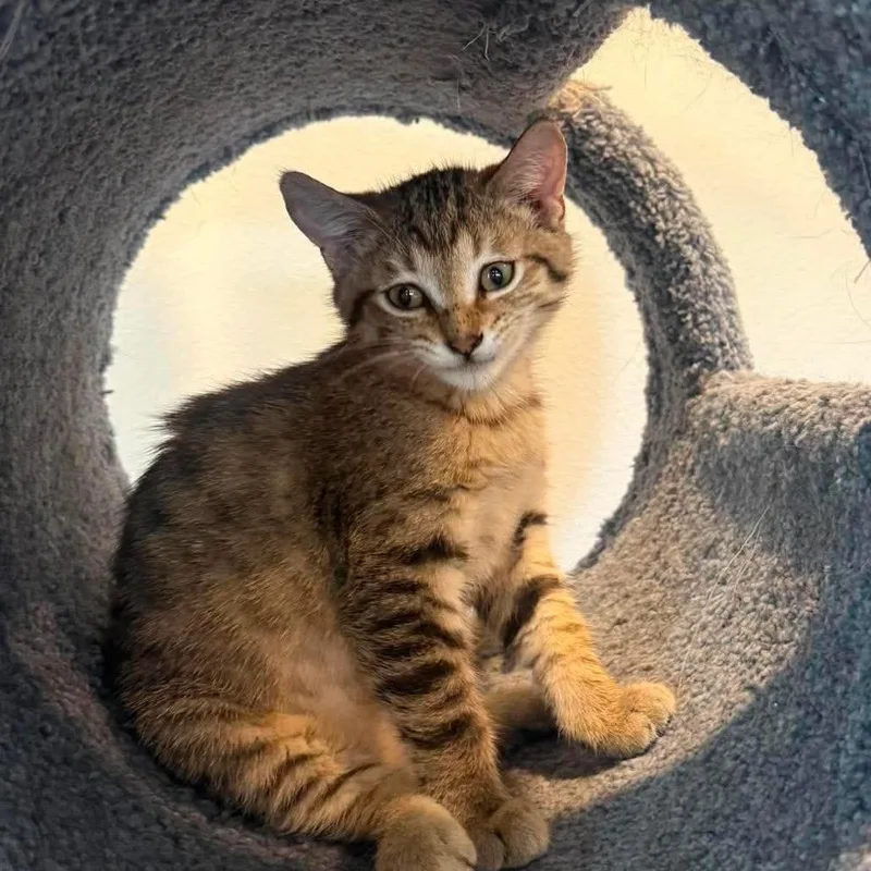 Cookie thumbnail 2