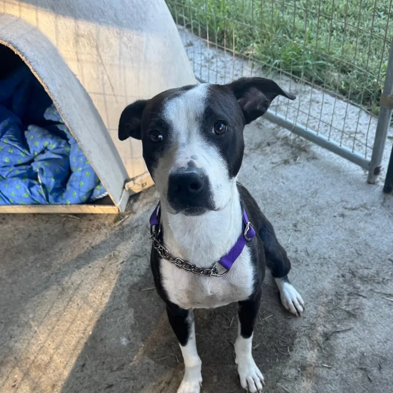 A young medium-sized female Mixed Breed dog named Juniper for adoption in Blairsville, GA