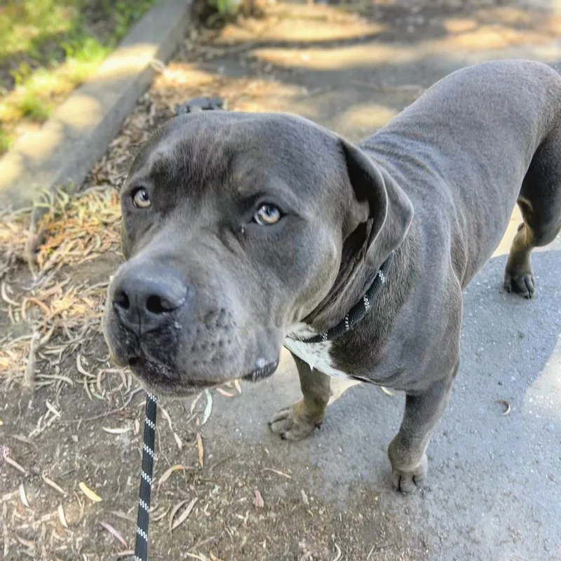A young large-sized male Pit Bull Terrier dog named Barry for adoption in Oakland, CA
