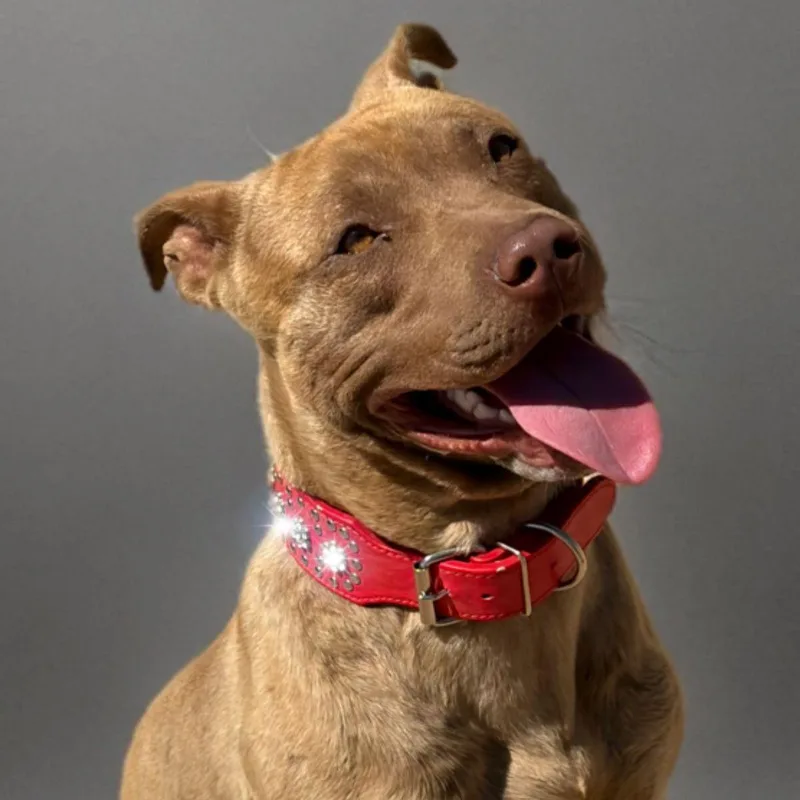 An adult large-sized male Brindle American Bulldog dog named Loki for adoption in Kingman, AZ