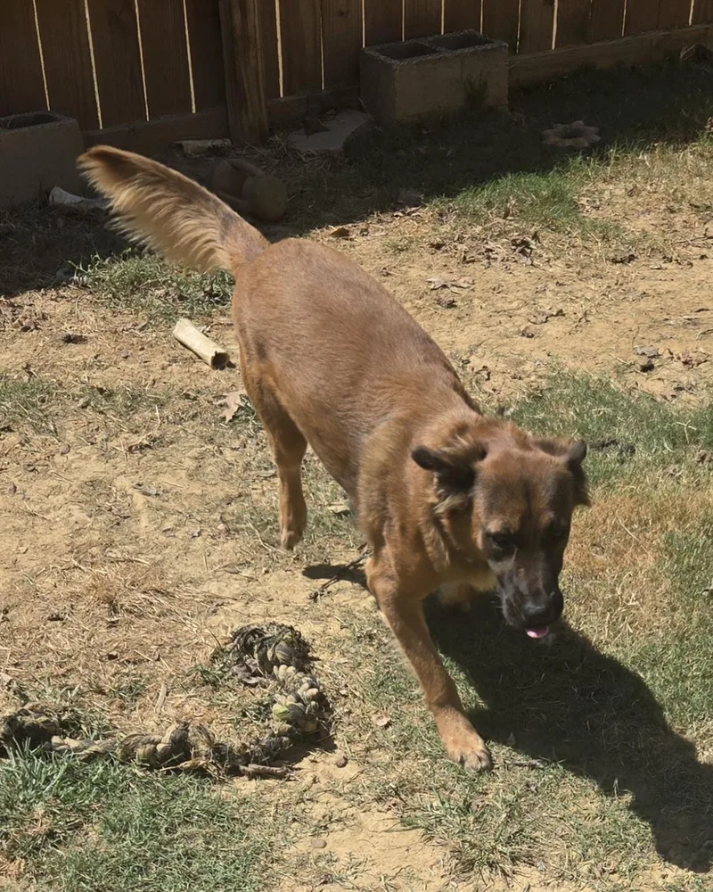 A young medium-sized male Brown / Chocolate Shepherd dog named Dreyfuss for adoption in Byhalia, MS