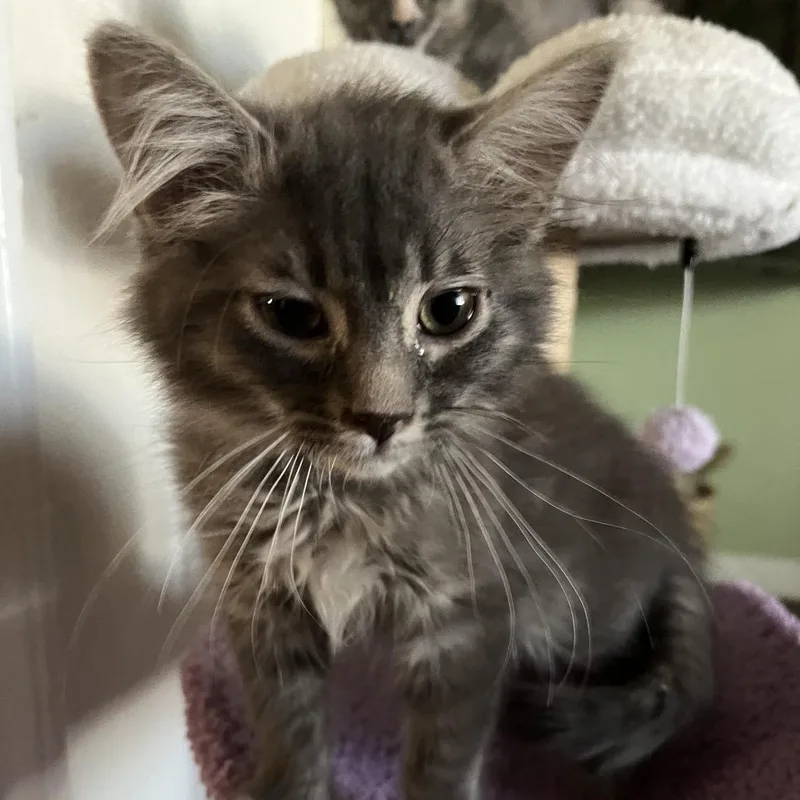 A baby small-sized female Gray / Blue / Silver Domestic Short Hair cat named Queen Julian for adoption in Pleasant Hill, CA