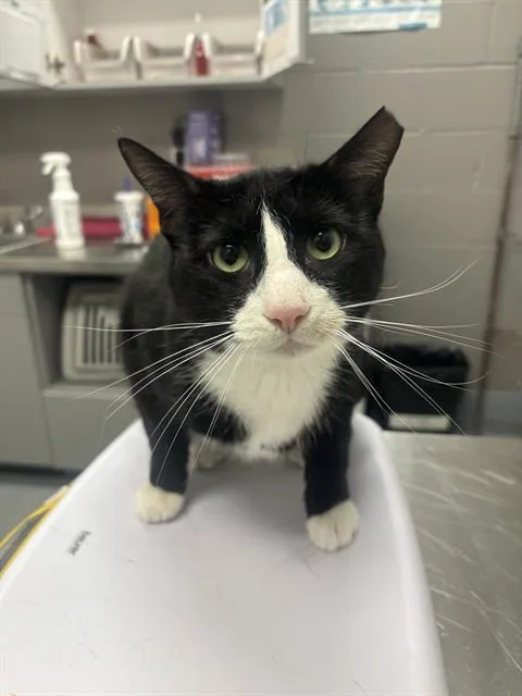 An adult small-sized male Domestic Short Hair cat named Teddy for adoption in Indianapolis, IN