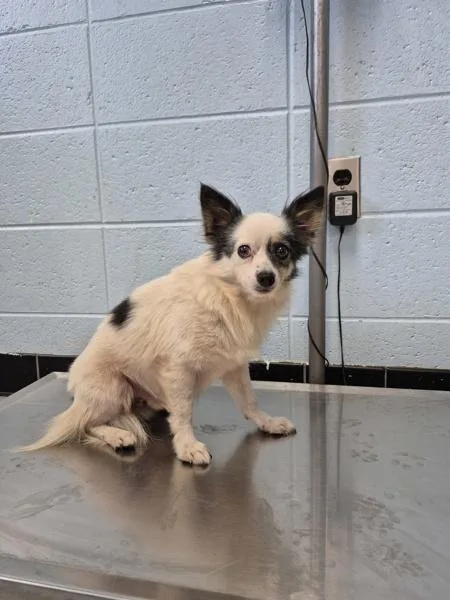 A young small-sized male Chihuahua dog named Pen for adoption in Lawrenceville, GA