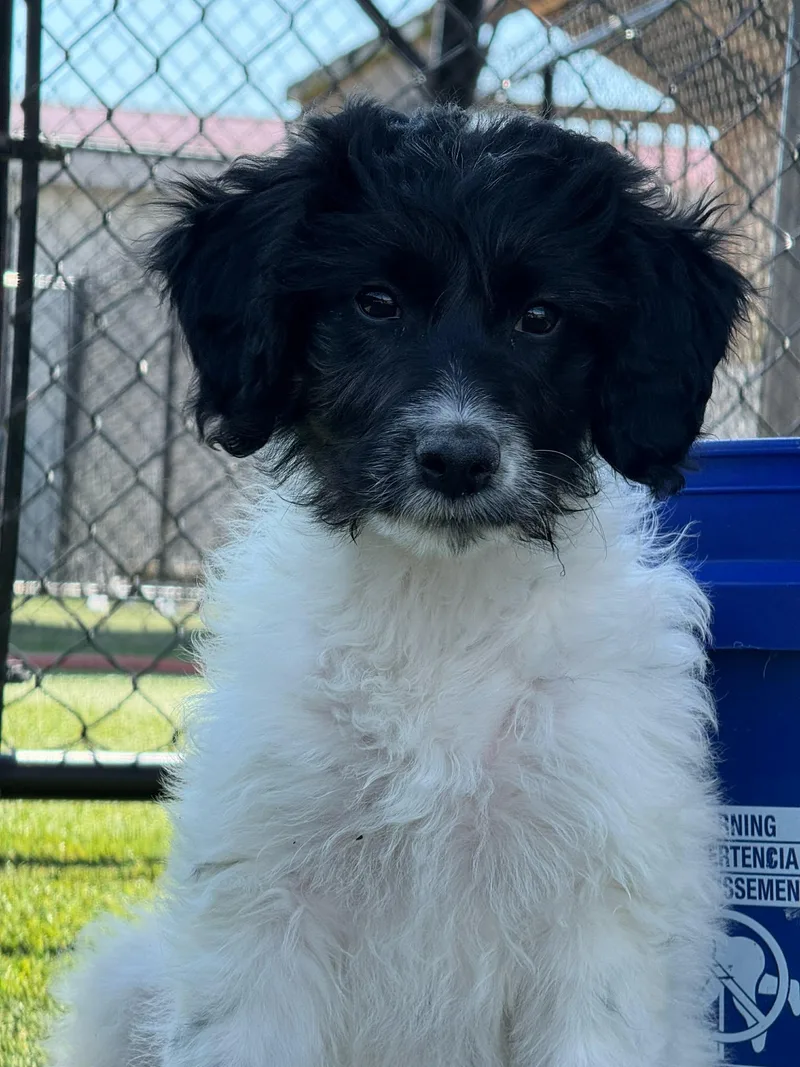 A baby medium-sized female Labradoodle dog named London for adoption in Richmond, KY