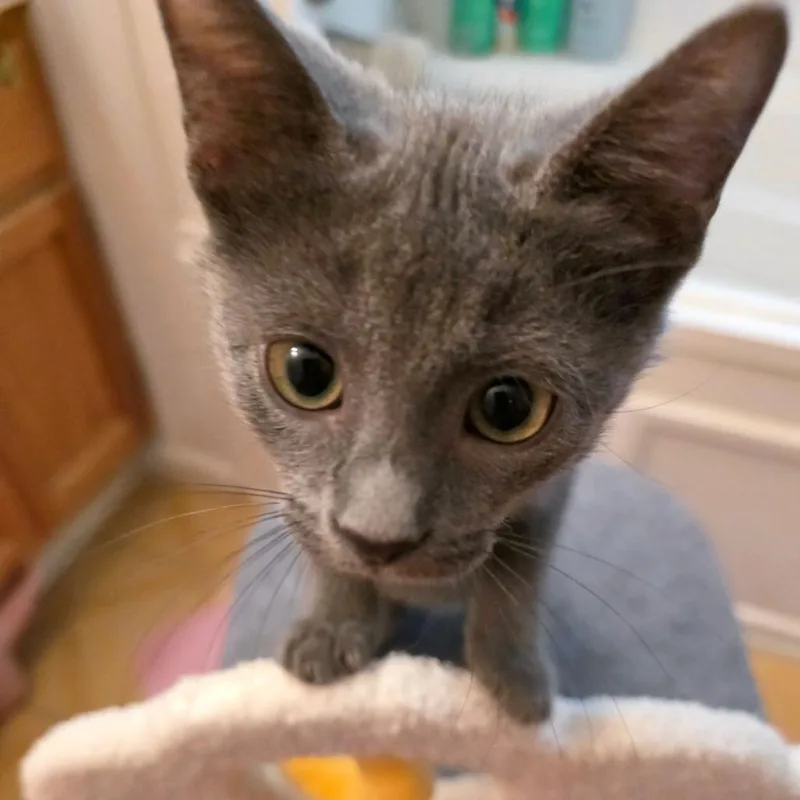 A baby small-sized female Gray / Blue / Silver Domestic Short Hair cat named Medium for adoption in Carencro, LA