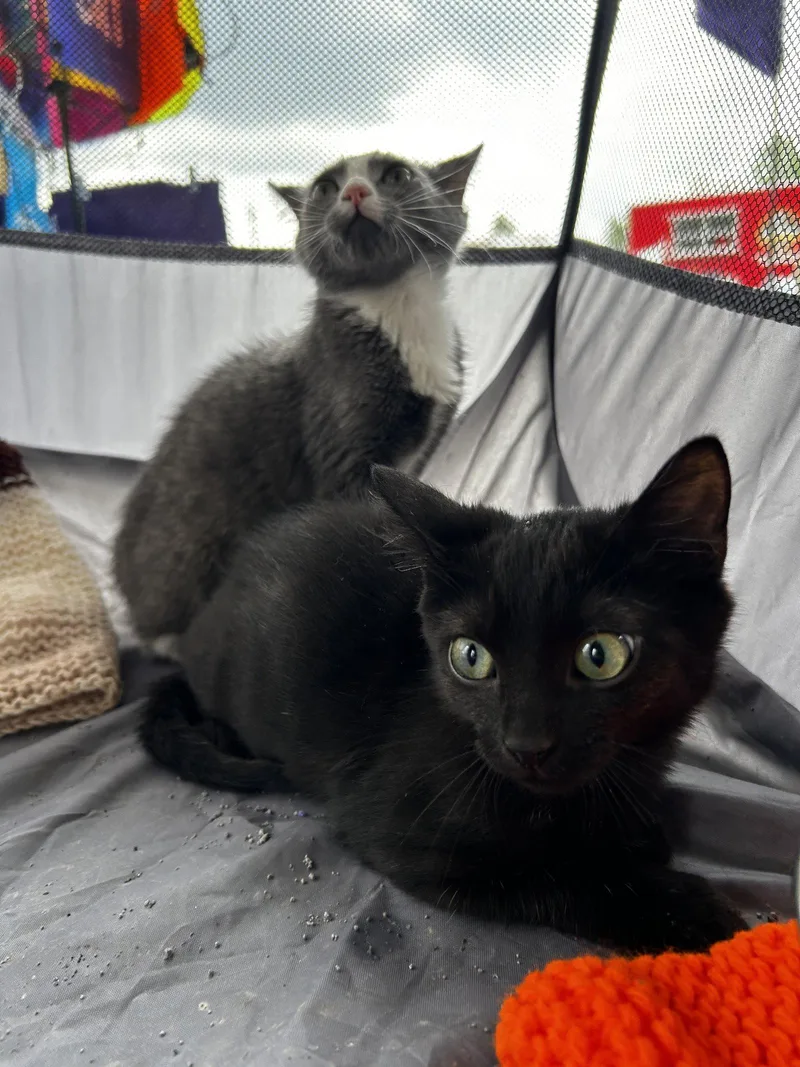 A baby medium-sized female Black Domestic Short Hair cat named Pickle for adoption in Elkins, WV
