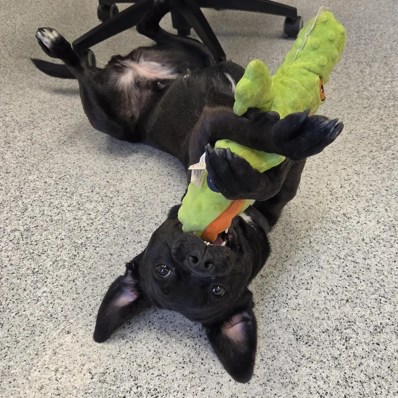 A young medium-sized female Mixed Breed dog named Sunny for adoption in Cooperstown, NY