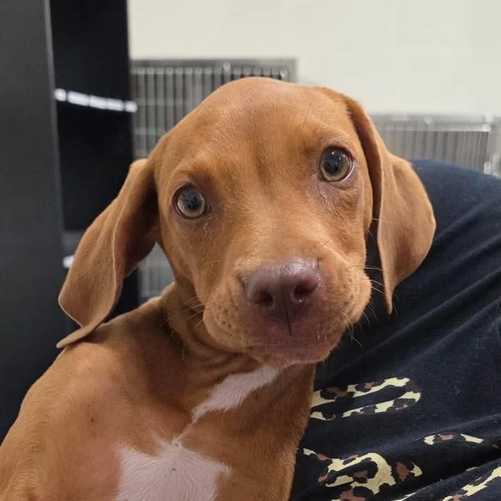 A baby small-sized female Red / Chestnut / Orange Redbone Coonhound dog named Daisy for adoption in Bronson, FL