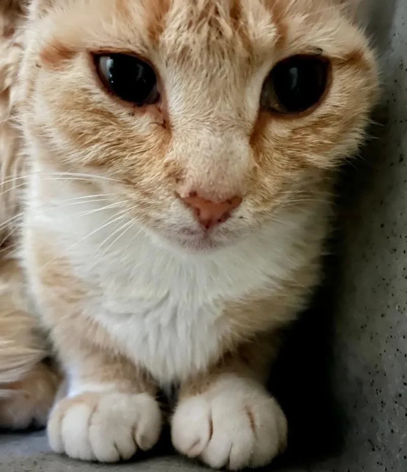 A young medium-sized female Domestic Short Hair cat named Kevin for adoption in Burnsville, NC