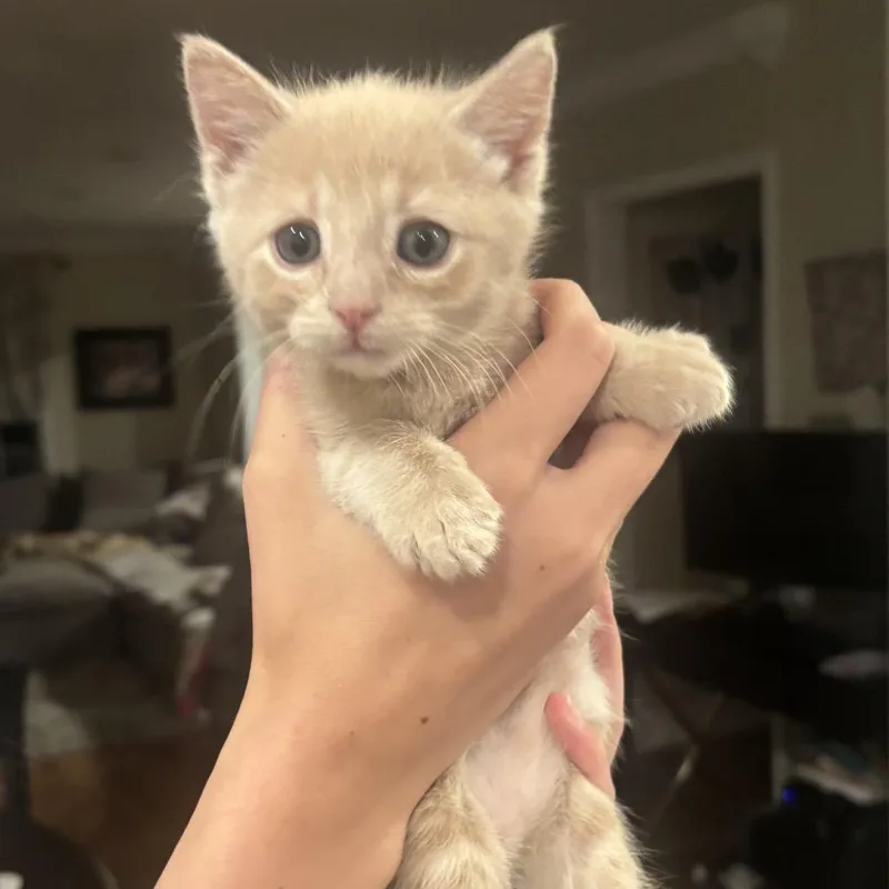 A baby small-sized female Orange / Red Domestic Short Hair cat named Toffee for adoption in Grantsville, UT