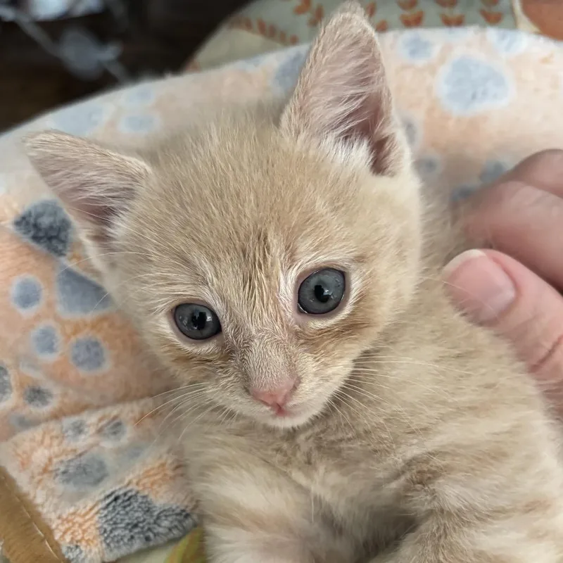 Toffee thumbnail 2