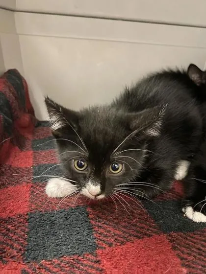 A baby small-sized female Black Domestic Short Hair cat named Up At Am Off for adoption in Kansas City, MO