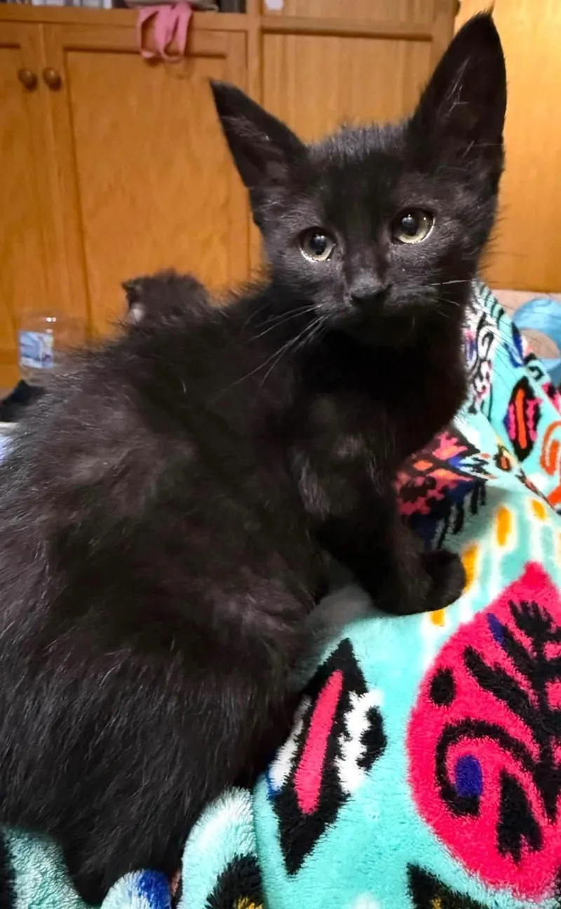 A baby medium-sized male Black Domestic Short Hair cat named Weezer for adoption in Sioux City, IA