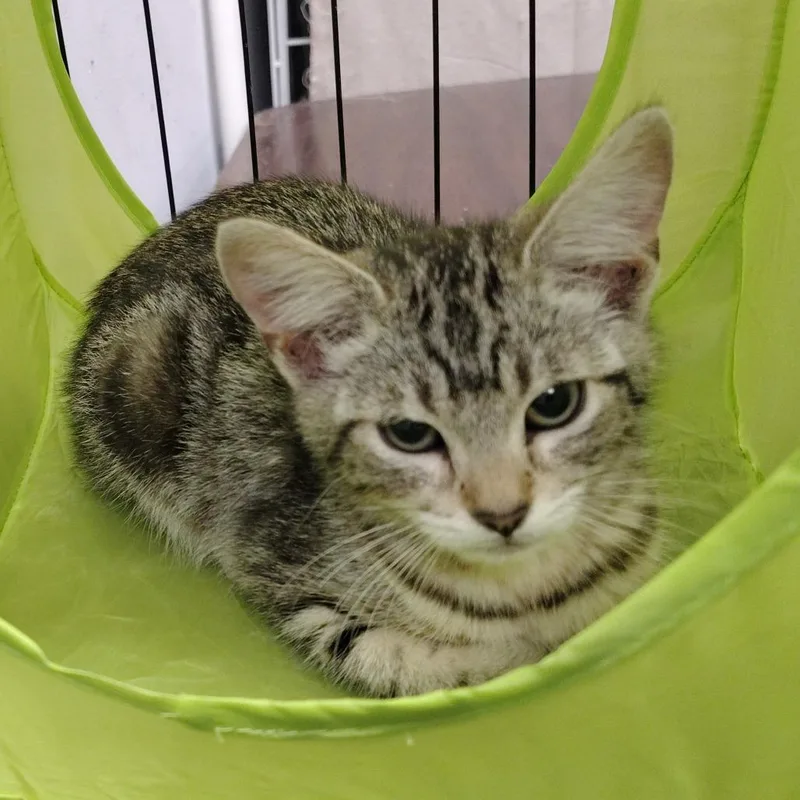A baby small-sized female Brown / Chocolate Domestic Short Hair cat named Sunny for adoption in Coos Bay, OR
