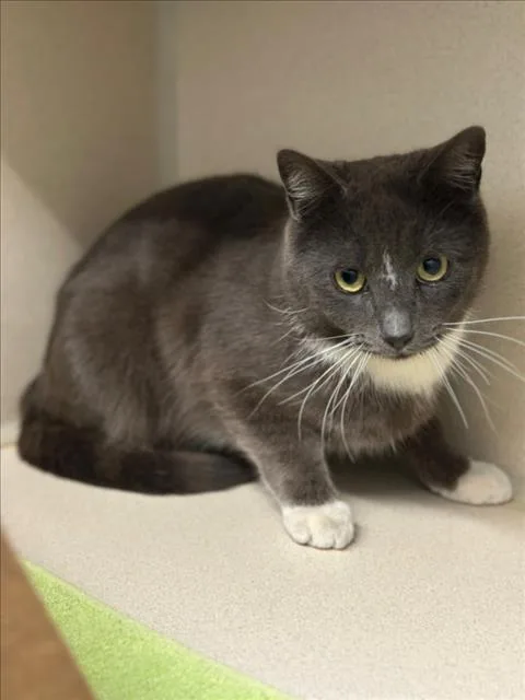 A young small-sized male Domestic Short Hair cat named Dakota for adoption in Loveland, CO