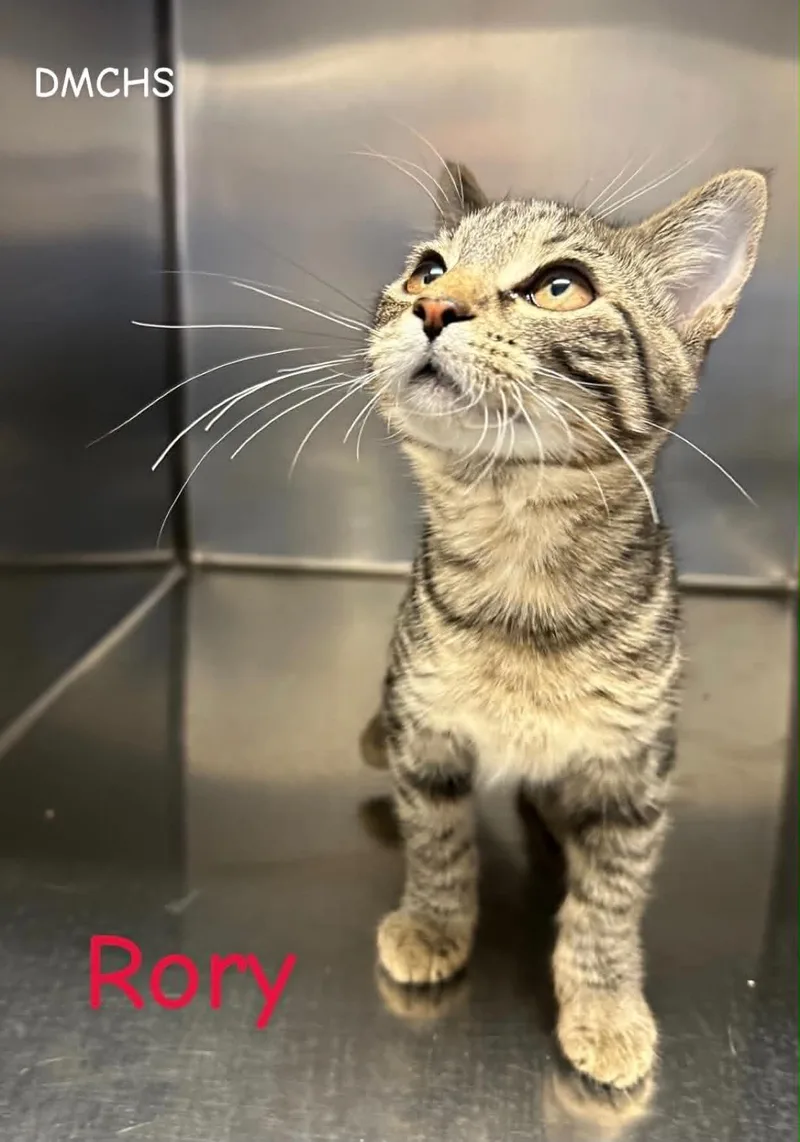 A baby small-sized female Tabby (Brown / Chocolate) Domestic Short Hair cat named Rory for adoption in Burlington, IA