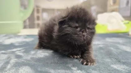 Sebastian