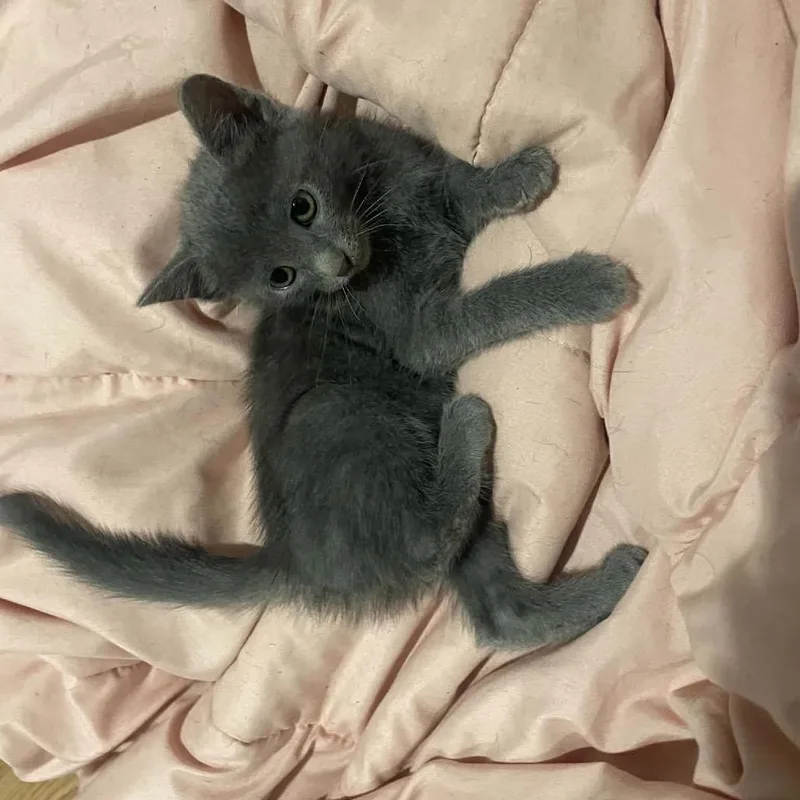 A baby small-sized female Russian Blue cat named Tena for adoption in mount vernon, AR