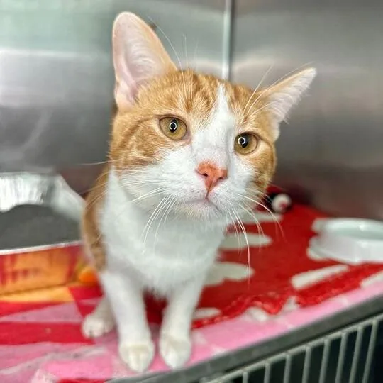 A young large-sized male Orange / Red Domestic Short Hair cat named Milo for adoption in Matteson, IL