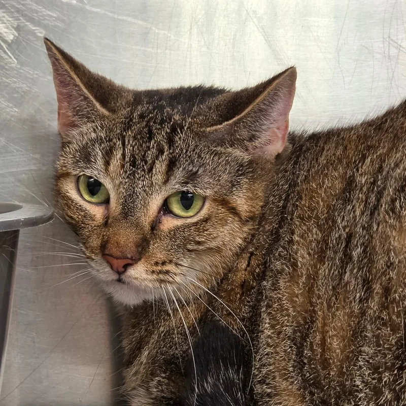 A senior large-sized female Brown / Chocolate Domestic Short Hair cat named India for adoption in Leander, TX