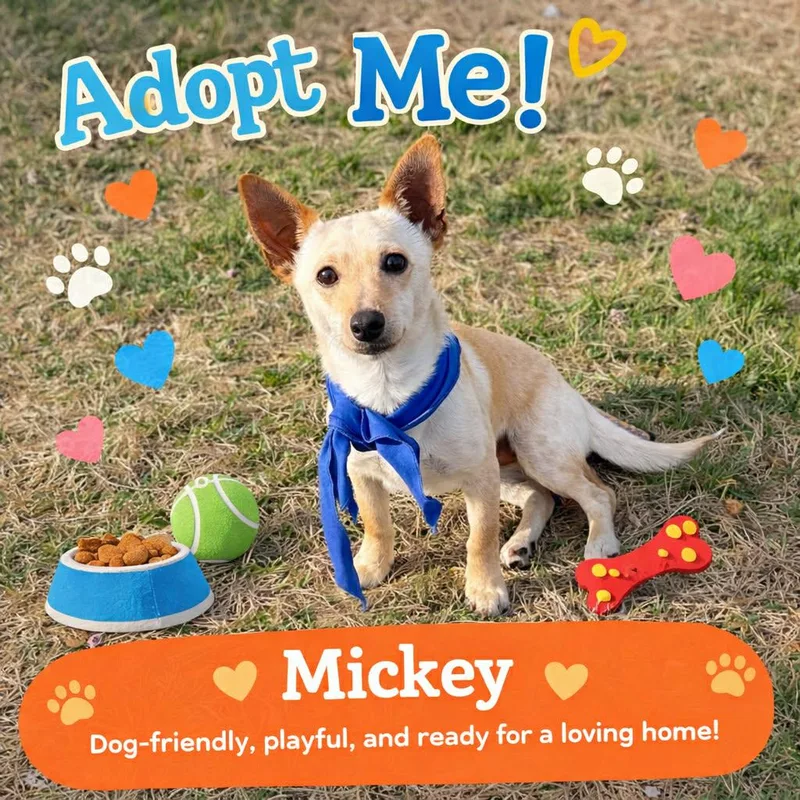 A young small-sized male Apricot / Beige Dachshund dog named Mickey Is Only  for adoption in Kaufman, TX