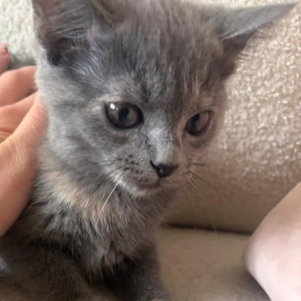 A baby small-sized female Tortoiseshell Domestic Short Hair cat named Ohragami for adoption in Rochester, MN