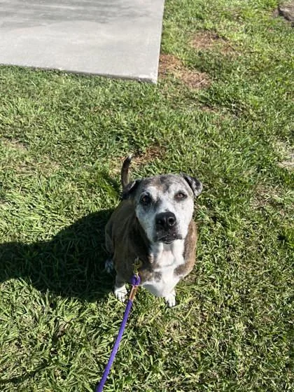 An adult large-sized female Mixed Breed dog named Agnes for adoption in Vero Beach, FL