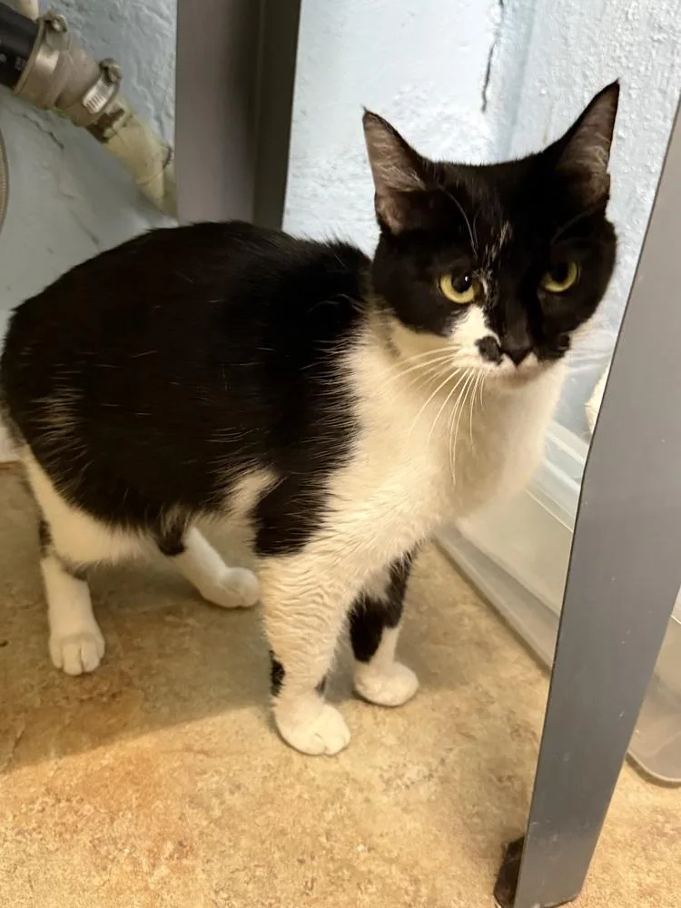A young medium-sized female Black & White / Tuxedo Domestic Short Hair cat named Tansy for adoption in West Mifflin, PA