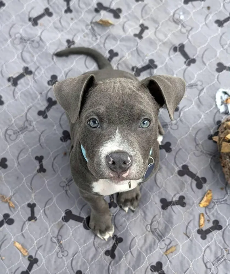 A young medium-sized male American Staffordshire Terrier dog named Jeff for adoption in Leverett, MA