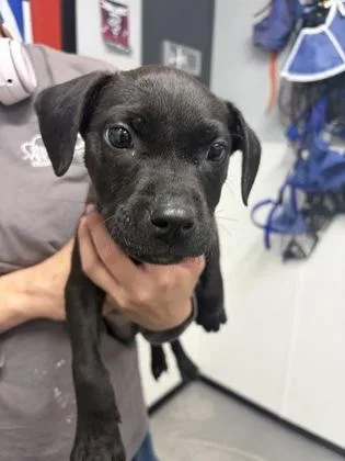 A baby small-sized male Mixed Breed dog named Caleb for adoption in West Chester, PA