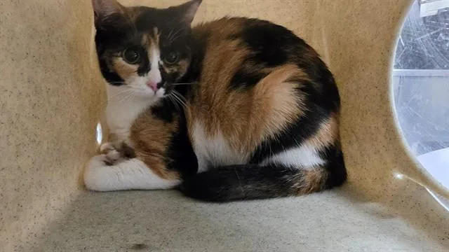 A young small-sized female Domestic Short Hair cat named Shira for adoption in Thousand Palms, CA