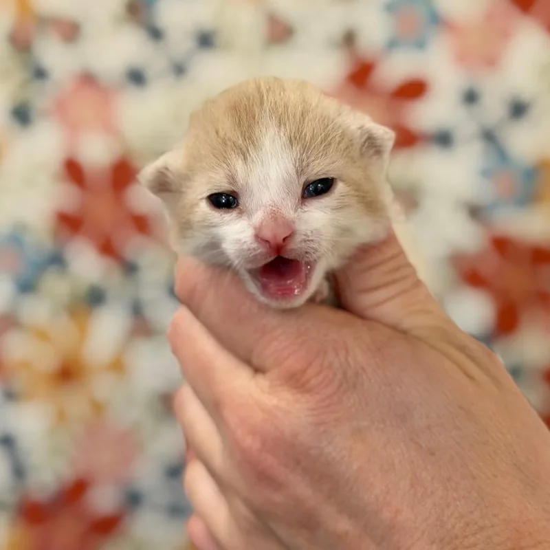 A baby small-sized female Orange / Red Domestic Short Hair cat named Fili for adoption in Fort Smith, AR