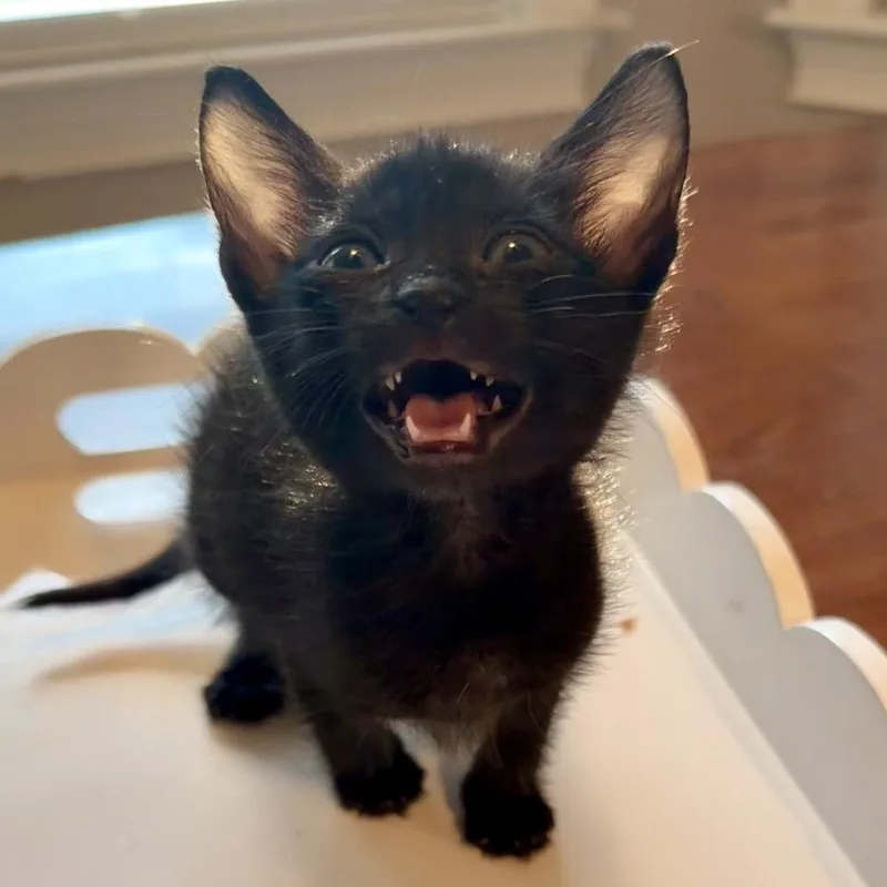 A baby small-sized female Black Domestic Short Hair cat named Raven for adoption in Huntsville, AL