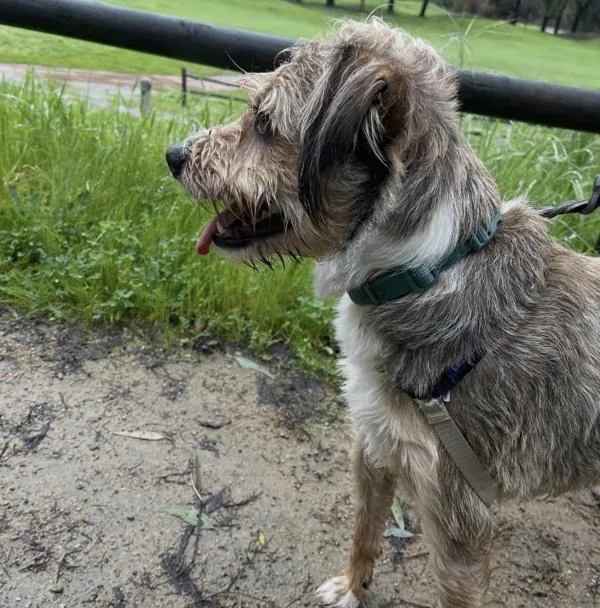 An adult medium-sized male Terrier dog named Boots for adoption in El Cajon, CA
