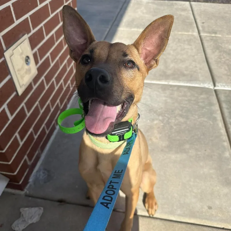A baby medium-sized male German Shepherd Dog named Ace for adoption in Melbourne , FL
